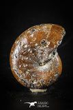 88416 - Superb Pyritized 1.36 Inch Phylloceras Lower Cretaceous Ammonites
