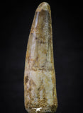 21633 - Great Collection of 15 Spinosaurus Dinosaur Teeth Cretaceous KemKem Beds