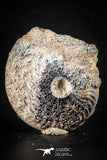 88418 - Superb Pyritized 1.56 Inch Unidentified Ammonite Lower Cretaceous