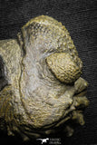 22064 - Nice Rolled 2.24 Inch Drotops armatus Middle Devonian Trilobite