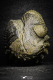 22064 - Nice Rolled 2.24 Inch Drotops armatus Middle Devonian Trilobite