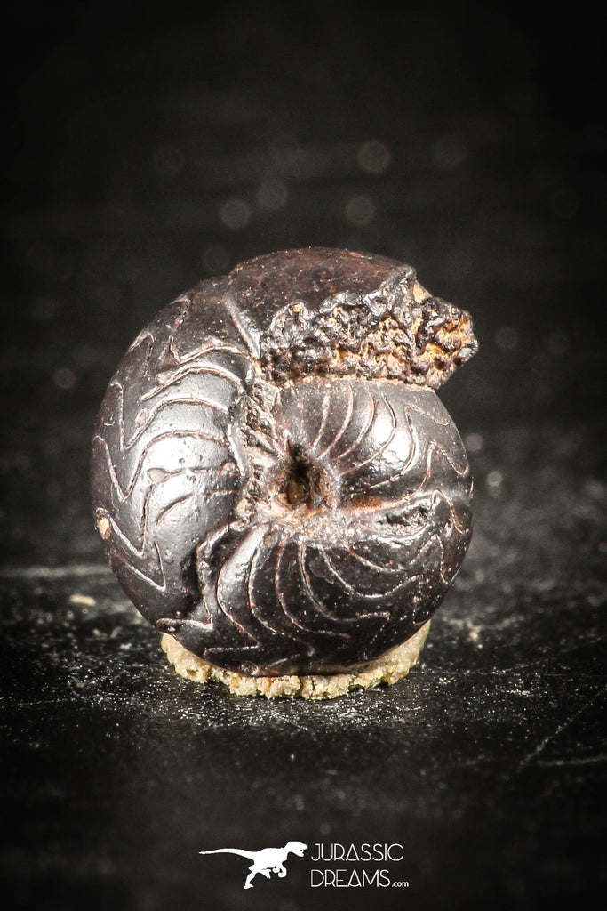 88422 - Superb Pyritized 0.36 Inch Goniatites Devonian Cephalopod