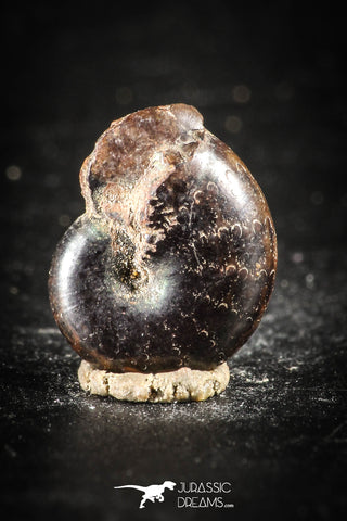 88424 - Superb Pyritized 0.41 Inch Phylloceras Lower Cretaceous Ammonites