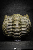 22064 - Nice Rolled 2.24 Inch Drotops armatus Middle Devonian Trilobite