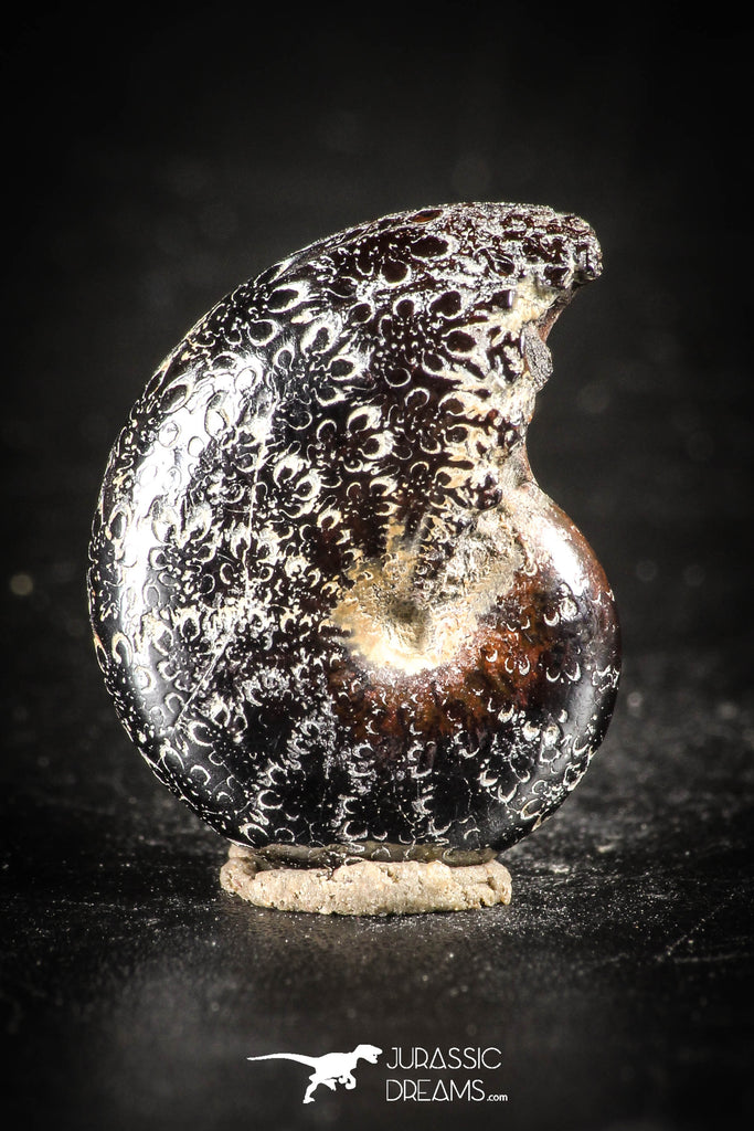 88428 - Superb Pyritized 0.63 Inch Phylloceras Lower Cretaceous Ammonites