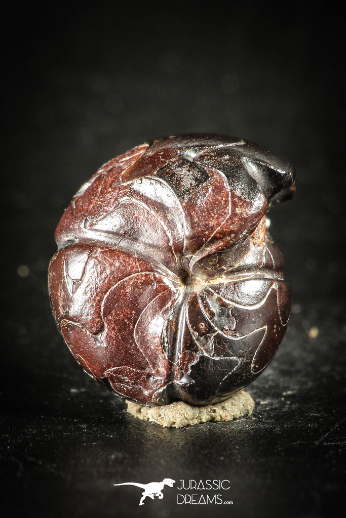 88429 - Superb Pyritized 0.56 Inch Goniatites Devonian Cephalopod