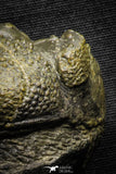 22064 - Nice Rolled 2.24 Inch Drotops armatus Middle Devonian Trilobite