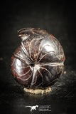 88429 - Superb Pyritized 0.56 Inch Goniatites Devonian Cephalopod
