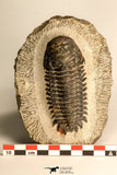 30708 - Top Beautiful 3.43 Inch Crotalocephalina (Crotalocephalus) gibbus Lower Devonian Trilobite