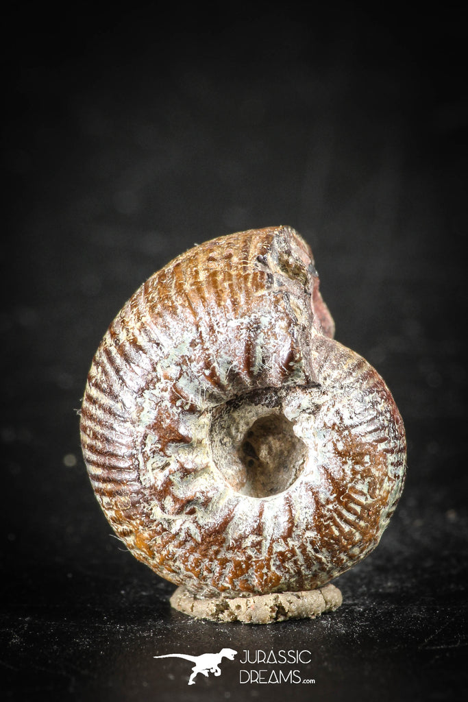 88434 - Superb Pyritized 0.63 Inch Olcostephanus Ammonite Lower Cretaceous