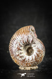 88434 - Superb Pyritized 0.63 Inch Olcostephanus Ammonite Lower Cretaceous