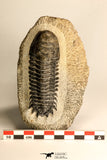 30711 - Well Preserved 3.37 Inch Crotalocephalina (Crotalocephalus) gibbus Lower Devonian Trilobite