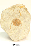 30793 - Well Prepared 0.83 Inch Onnia sp Ordovician Trilobite