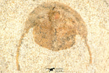 30793 - Well Prepared 0.83 Inch Onnia sp Ordovician Trilobite