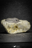 22067 - Top Quality 1.13 Inch Cornuproetus sp Middle Devonian Trilobite