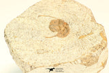 30793 - Well Prepared 0.83 Inch Onnia sp Ordovician Trilobite