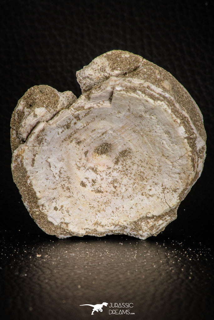 06880 - Top Huge 2.30 Inch Otodus obliquus Shark Vertebra Bone Paleocene