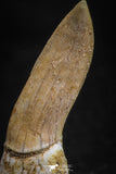 05113 - Top Beautiful 1.30 Inch Sclerorhynchus (Cartilaginous Sawfish) Tooth Late Cretaceous