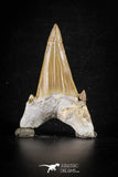 88458 - Top Huge OTODUS OBLIQUUS (mackerel shark) Tooth Paleocene