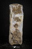 06881 - Top Huge 2.44 Inch Otodus obliquus Shark Vertebra Bone Paleocene