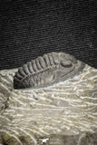 22068 - Top Quality 0.81 Inch Cornuproetus sp Middle Devonian Trilobite