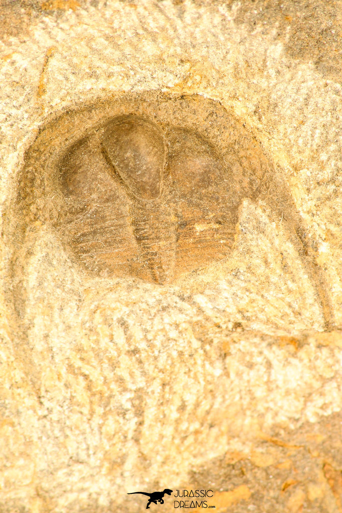 30796 - Top Beautiful 1.01 Inch Onnia sp Ordovician Trilobite