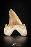 88462 - Top Huge OTODUS OBLIQUUS (mackerel shark) Tooth Paleocene
