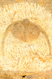 30796 - Top Beautiful 1.01 Inch Onnia sp Ordovician Trilobite
