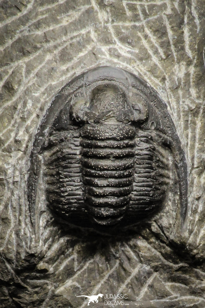 22068 - Top Quality 0.81 Inch Cornuproetus sp Middle Devonian Trilobite