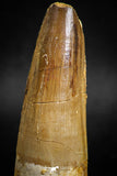 05116 - Beautiful 2.56 Inch Spinosaurus Dinosaur Tooth Cretaceous