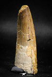 05116 - Beautiful 2.56 Inch Spinosaurus Dinosaur Tooth Cretaceous