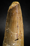 05116 - Beautiful 2.56 Inch Spinosaurus Dinosaur Tooth Cretaceous