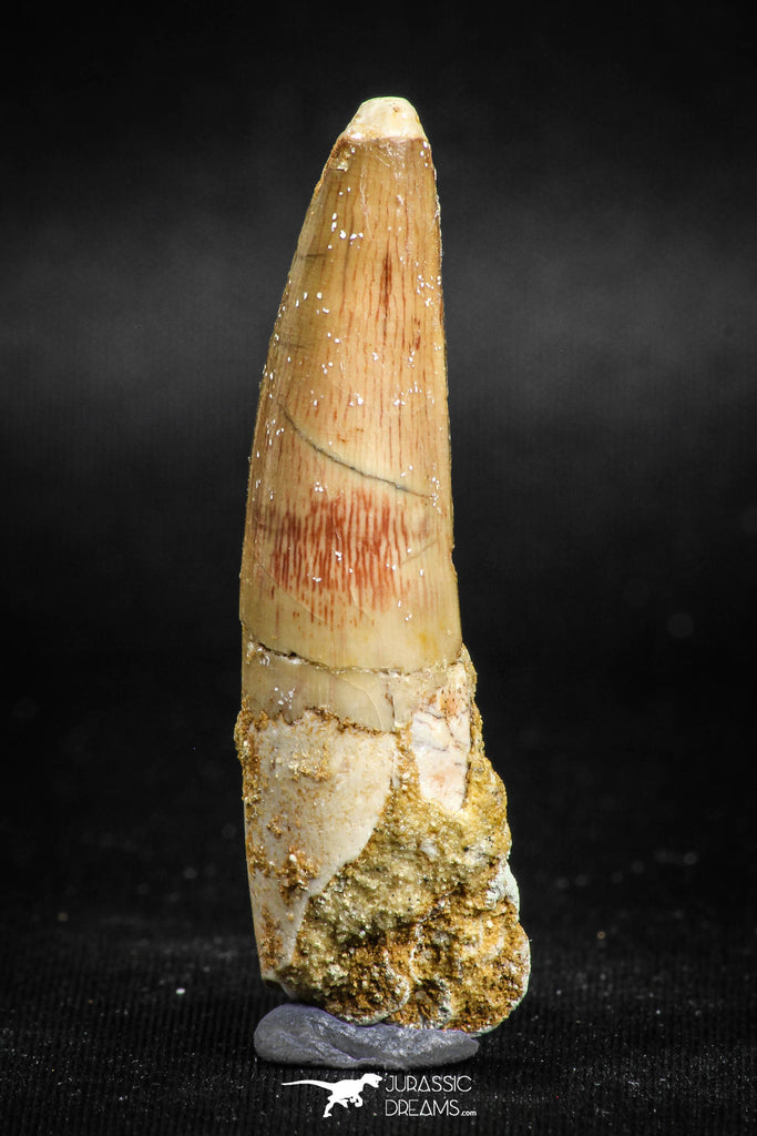 05117 - Beautiful 2.13 Inch Spinosaurus Dinosaur Tooth Cretaceous