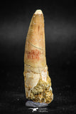 05117 - Beautiful 2.13 Inch Spinosaurus Dinosaur Tooth Cretaceous