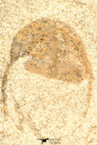 30797 - Beautiful 0.73 Inch Onnia sp Ordovician Trilobite