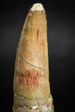 05117 - Beautiful 2.13 Inch Spinosaurus Dinosaur Tooth Cretaceous