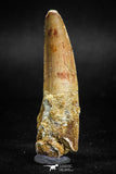 05117 - Beautiful 2.13 Inch Spinosaurus Dinosaur Tooth Cretaceous