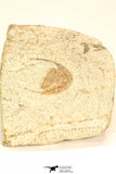 30797 - Beautiful 0.73 Inch Onnia sp Ordovician Trilobite