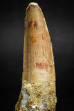 05117 - Beautiful 2.13 Inch Spinosaurus Dinosaur Tooth Cretaceous