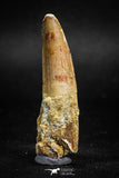 05117 - Beautiful 2.13 Inch Spinosaurus Dinosaur Tooth Cretaceous