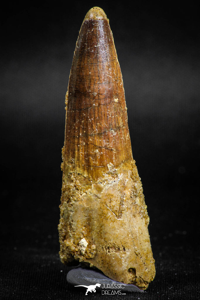 05118 - Top Beautiful 2.36 Inch Spinosaurus Dinosaur Tooth Cretaceous