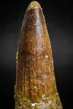 05118 - Top Beautiful 2.36 Inch Spinosaurus Dinosaur Tooth Cretaceous