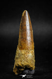 05118 - Top Beautiful 2.36 Inch Spinosaurus Dinosaur Tooth Cretaceous