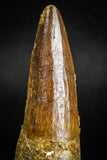 05118 - Top Beautiful 2.36 Inch Spinosaurus Dinosaur Tooth Cretaceous