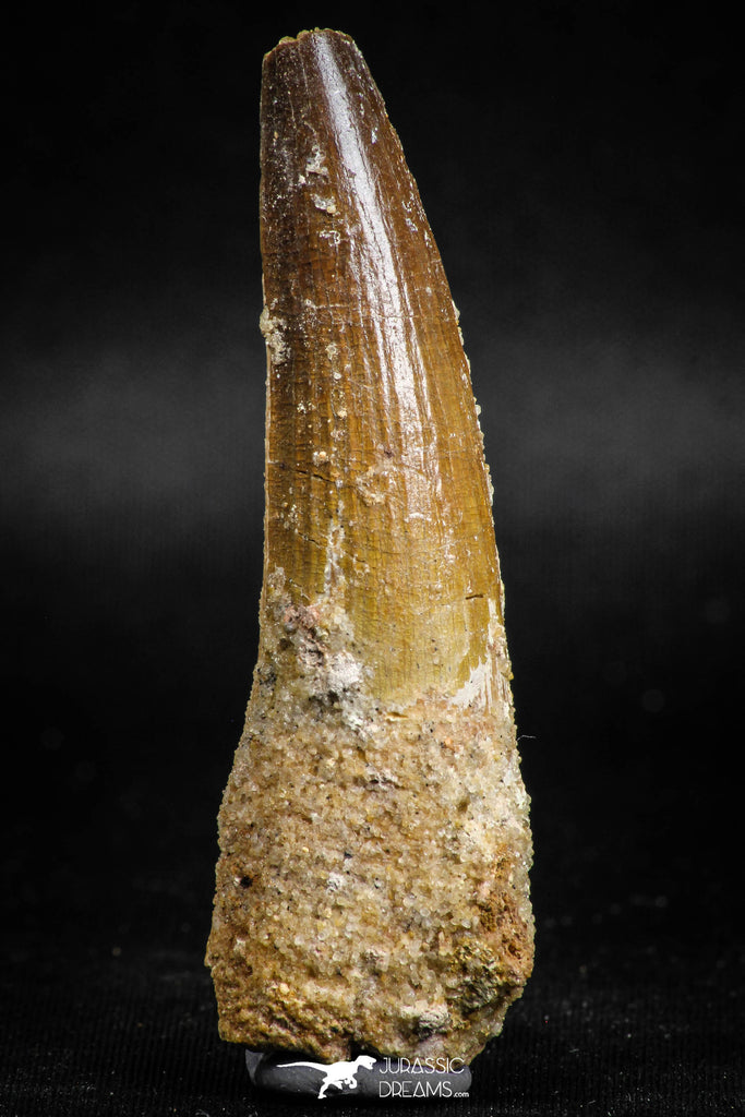 05119 - Top Beautiful 2.60 Inch Spinosaurus Dinosaur Tooth Cretaceous