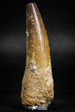 05119 - Top Beautiful 2.60 Inch Spinosaurus Dinosaur Tooth Cretaceous