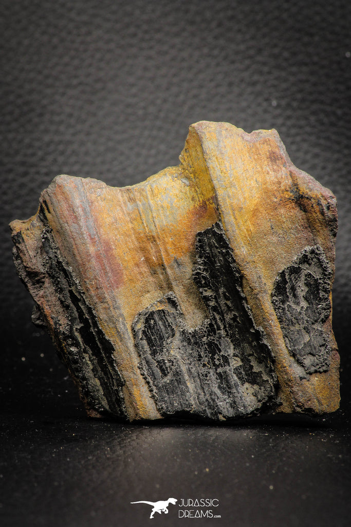 06973 - Beautiful Partial 3.09 Inch Calamites sp Trunk Carboniferous