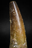 05119 - Top Beautiful 2.60 Inch Spinosaurus Dinosaur Tooth Cretaceous