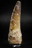 05119 - Top Beautiful 2.60 Inch Spinosaurus Dinosaur Tooth Cretaceous