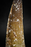 05119 - Top Beautiful 2.60 Inch Spinosaurus Dinosaur Tooth Cretaceous